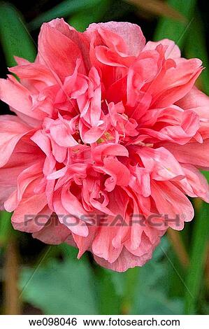 Stock Photograph - An antique pink peony Poppy. Fotosearch