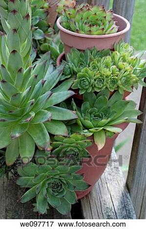 An arrangement of pots full of Hens and Chicks View Large Photo Image Stock Photo - An arrangement of pots full of Hens and Chicks. Fotosearch