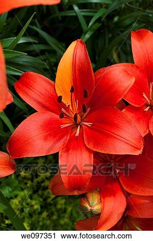 An Asiatic Lily with one half red half orange petal View Large Photo Image Stock Image - An Asiatic Lily with one half red half orange petal. Fotosearch