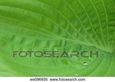 Stock Photography - An individual leaf of the hosta sum and substance. Fotosearch