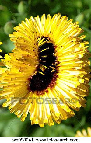 An oddly shaped Calendula blossom View Large Photo Image Stock Image - An oddly shaped Calendula blossom. Fotosearch