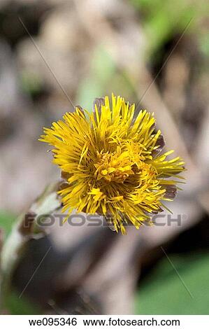 An Ohio native flower commonly called Coltsfoot View Large Photo Image Stock Photograph - An Ohio native flower commonly called Coltsfoot. Fotosearch
