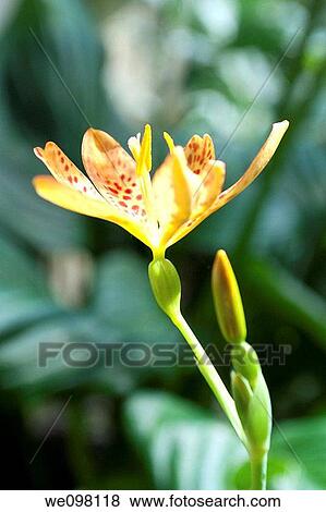 An orange and red spotted Black Berry Lily blossom View Large Photo Image Stock Photo - An orange and red spotted Black Berry Lily blossom. Fotosearch