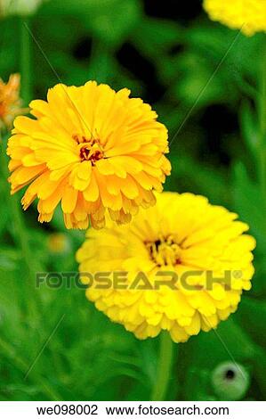 An orange and yellow Calendula blossom View Large Photo Image Stock Image - An orange and yellow Calendula blossom. Fotosearch