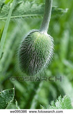 An oriental poppy bud View Large Photo Image Stock Photograph - An oriental poppy bud. Fotosearch