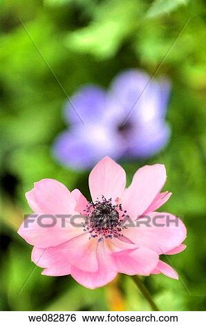 Stock Photograph - Anemone Poppies. Anemone coronaria. May 2007. Maryland, USA.. Fotosearch