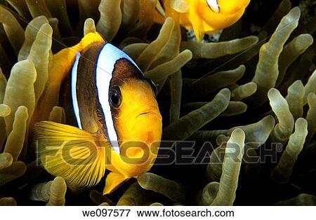 Anemonefish Amphiprion perideraion in a red sea anemone, underwater, Red Sea, Egypt View Large Photo Image Stock Photo - Anemonefish Amphiprion perideraion in a red sea anemone, underwater, Red Sea, Egypt. Fotosearch