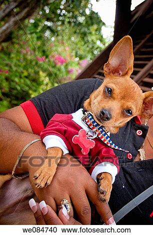 animal, collar, Close-up, black, amusing View Large Photo Image Stock Image - animal, collar, Close-up, black, amusing. Fotosearch