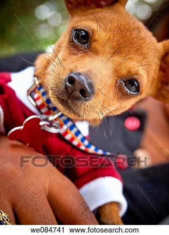 animal, contemporary, Close-up, black, amusing View Large Photo Image Stock Image - animal, contemporary, Close-up, black, amusing. Fotosearch