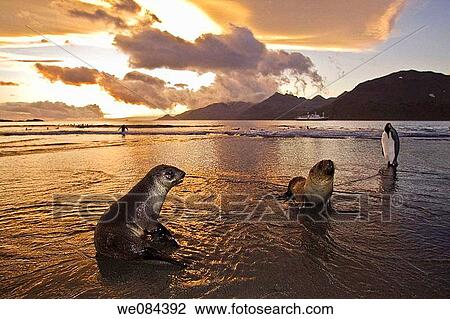 Antarctic Fur Seal Arctocephalus gazella on the island of South Georgia, Southern Atlantic Ocean The Antarctic Fur Seal is one of eight seals in the genus Arctocephalus, and one of the nine fur seals in the family Arctocephalinae As its name suggests, View Large Photo Image Stock Image - Antarctic Fur Seal Arctocephalus gazella on the island of South Georgia, Southern Atlantic Ocean The Antarctic Fur Seal is one of eight seals in the genus Arctocephalus, and one of the nine fur seals in the family Arctocephalinae As its name suggests,. Fotosearch