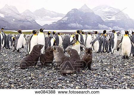 Antarctic Fur Seal Arctocephalus gazella on the island of South Georgia, Southern Atlantic Ocean The Antarctic Fur Seal is one of eight seals in the genus Arctocephalus, and one of the nine fur seals in the family Arctocephalinae As its name suggests, View Large Photo Image Stock Photo - Antarctic Fur Seal Arctocephalus gazella on the island of South Georgia, Southern Atlantic Ocean The Antarctic Fur Seal is one of eight seals in the genus Arctocephalus, and one of the nine fur seals in the family Arctocephalinae As its name suggests,. Fotosearch