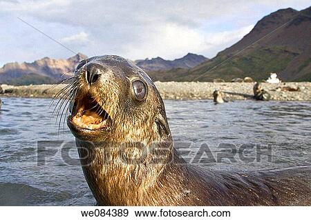 Antarctic Fur Seal Arctocephalus gazella pups at play at the abandoned Norwegian whaling station at Stromness on the island of South Georgia, Southern Atlantic Ocean The Antarctic Fur Seal is one of eight seals in the genus Arctocephalus, and one of th View Large Photo Image Stock Photo - Antarctic Fur Seal Arctocephalus gazella pups at play at the abandoned Norwegian whaling station at Stromness on the island of South Georgia, Southern Atlantic Ocean The Antarctic Fur Seal is one of eight seals in the genus Arctocephalus, and one of th. Fotosearch