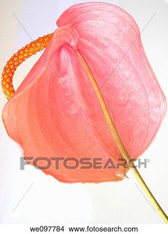 Anthurium View Large Photo Image Picture - Anthurium. Fotosearch