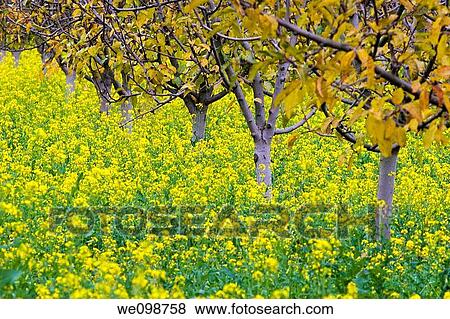 Apple orchard in autumn with yellow and orange leaves falling off the trees and wild mustard growing in the field View Large Photo Image Stock Photo - Apple orchard in autumn with yellow and orange leaves falling off the trees and wild mustard growing in the field. Fotosearch