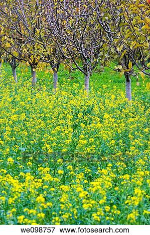 Apple orchard in autumn with yellow leaves falling off the trees and wild mustard growing in the field View Large Photo Image Stock Photo - Apple orchard in autumn with yellow leaves falling off the trees and wild mustard growing in the field. Fotosearch