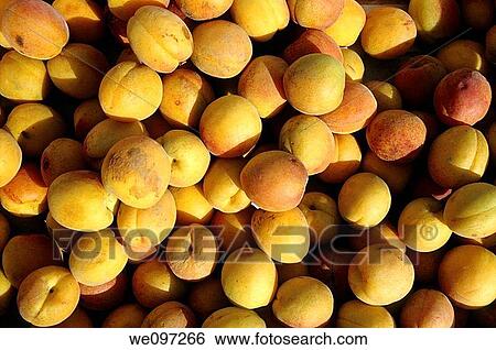 Apricots in a crate View Large Photo Image Stock Photograph - Apricots in a crate. Fotosearch