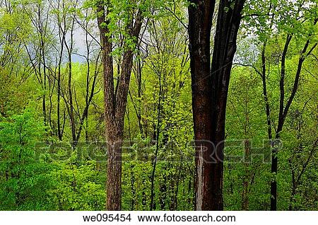 April showers in a fresh green forest in Spring Toronto Canada View Large Photo Image Picture - April showers in a fresh green forest in Spring Toronto Canada. Fotosearch