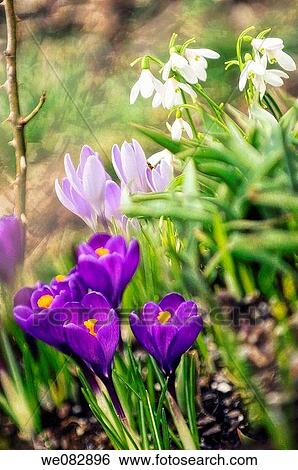 Stock Photograph - Apring in the Garden. Crocuses an Snowdrops in Bloom. Crocus vernus, Crocus tommasinianus, Galanthus nivalis. March 2008, Maryland, USA. Fotosearch
