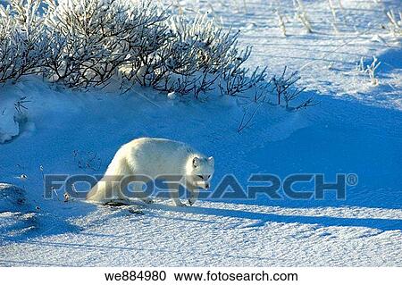 Arctic fox Alopex lagopus Hunting View Large Photo Image Stock Image - Arctic fox Alopex lagopus Hunting. Fotosearch