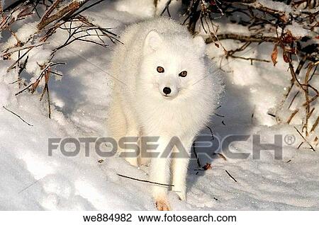 Arctic fox Alopex lagopus View Large Photo Image Stock Image - Arctic fox Alopex lagopus. Fotosearch