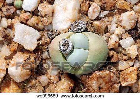 Argyroderma sp with seed capsule in the quarzfield of Knersvlakte, Succulent Karoo, Namaqualand, South Africa View Large Photo Image Stock Photo - Argyroderma sp with seed capsule in the quarzfield of Knersvlakte, Succulent Karoo, Namaqualand, South Africa. Fotosearch