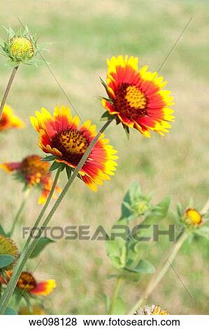 Stock Photo - Arizona Sun Gaillardia blossoms. Fotosearch