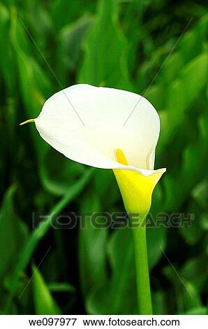 Stock Photo - Arum Lily, Zantedeschia aethiopica, Western Cape, South Africa. Fotosearch
