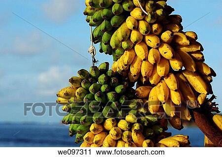 Asiatic, abundance, Asia, agriculture, agricultural, a lot of View Large Photo Image Stock Image - Asiatic, abundance, Asia, agriculture, agricultural, a lot of. Fotosearch