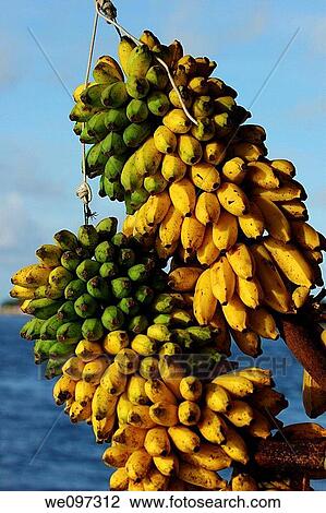 Asiatic, abundance, Asia, agriculture, agricultural, a lot of View Large Photo Image Stock Image - Asiatic, abundance, Asia, agriculture, agricultural, a lot of. Fotosearch