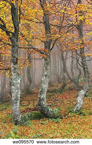 Autumn and fog in Puerto Ventana. Teverga. Asturias. Spain View Large Photo Image Stock Image - Autumn and fog in Puerto Ventana. Teverga. Asturias. Spain. Fotosearch