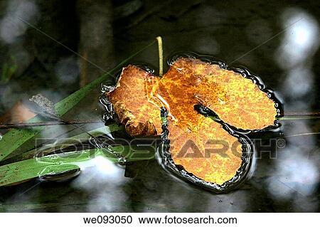 Autumn leaf floating in a puddle of water View Large Photo Image Stock Image - Autumn leaf floating in a puddle of water. Fotosearch