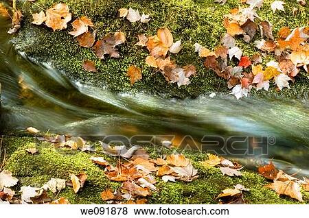 Autumn Leaves and Mossy rocks with detail of waterfall View Large Photo Image Stock Photo - Autumn Leaves and Mossy rocks with detail of waterfall. Fotosearch