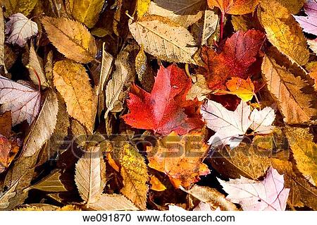 Autumn leaves on Forest Floor, Background texture View Large Photo Image Stock Image - Autumn leaves on Forest Floor, Background texture. Fotosearch