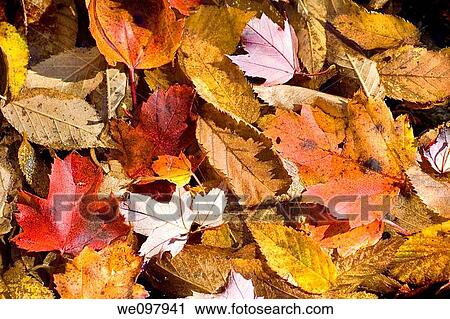Autumn leaves on the forest floor, Background texture View Large Photo Image Stock Image - Autumn leaves on the forest floor, Background texture. Fotosearch