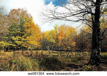 Autumn Scenic, Dolly Sods, Monongahela National Forest, West Virginia, USA View Large Photo Image Picture - Autumn Scenic, Dolly Sods, Monongahela National Forest, West Virginia, USA. Fotosearch
