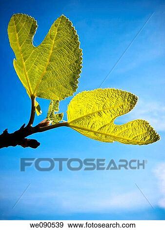 backlight, back-lit, beautiful, bonito, branch, chlorophyl View Large Photo Image Stock Photo - backlight, back-lit, beautiful, bonito, branch, chlorophyl. Fotosearch