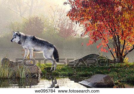 Picture - Backlit Gray Wolf standing on rock over water in the mist of early morning with red maple tree. Fotosearch
