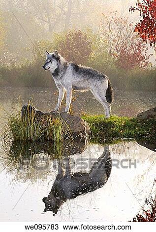 Backlit Gray Wolf standing on rock over still water at dawn with mist and Fall colors View Large Photo Image Stock Image - Backlit Gray Wolf standing on rock over still water at dawn with mist and Fall colors. Fotosearch