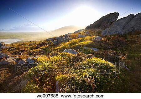 Stock Photo - backlit scenic view of irish landscape with yellow flowers and blue sky, morning light. Fotosearch