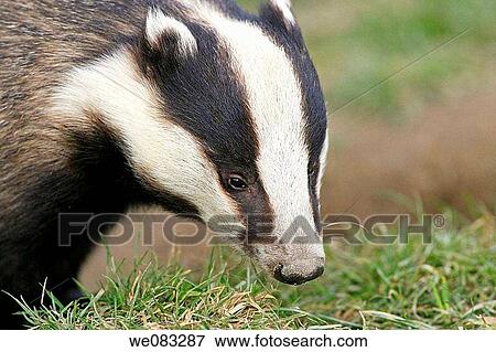 Badger meles meles View Large Photo Image Stock Photo - Badger meles meles. Fotosearch