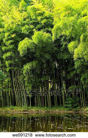 Bamboo grove in the gardens of the Lordship of Bertiz. Oieregi. Navarra. Spain. View Large Photo Image Stock Photo - Bamboo grove in the gardens of the Lordship of Bertiz. Oieregi. Navarra. Spain.. Fotosearch