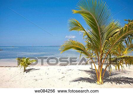 Bando Beach, Utila, Bay Islands, Honduras View Large Photo Image Stock Photograph - Bando Beach, Utila, Bay Islands, Honduras. Fotosearch