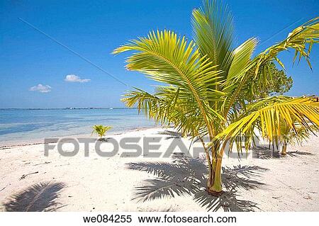 Bando Beach, Utila, Bay Islands, Honduras View Large Photo Image Stock Photography - Bando Beach, Utila, Bay Islands, Honduras. Fotosearch