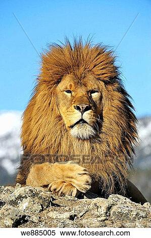 Barbary Lion Panthera leo leo - extirpated, captive View Large Photo Image Stock Photography - Barbary Lion Panthera leo leo - extirpated, captive. Fotosearch