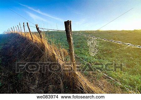 Picture - Barbed wire fencing fields, Cantabria. Fotosearch