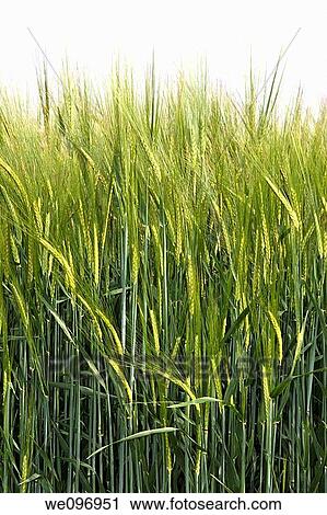 barley Hordeum vulgare View Large Photo Image Stock Image - barley Hordeum vulgare. Fotosearch
