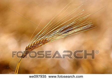 barley on the field View Large Photo Image Stock Photography - barley on the field. Fotosearch