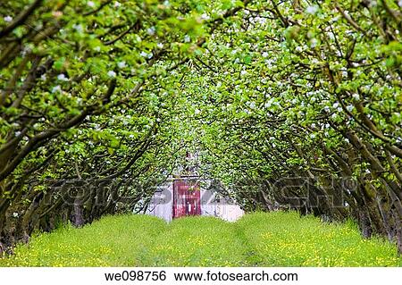 Barn door at the end of a row of trees forming a canopy in an apple orchard in springtime, when the trees are starting to blossom Corralitos, California View Large Photo Image Stock Photograph - Barn door at the end of a row of trees forming a canopy in an apple orchard in springtime, when the trees are starting to blossom Corralitos, California. Fotosearch