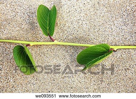 Beach plant View Large Photo Image Stock Image - Beach plant. Fotosearch