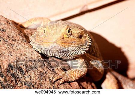 Bearded dragon pogona in autralian Outback View Large Photo Image Stock Photography - Bearded dragon pogona in autralian Outback. Fotosearch